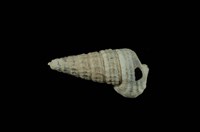 藏品(栓海蜷)的圖片